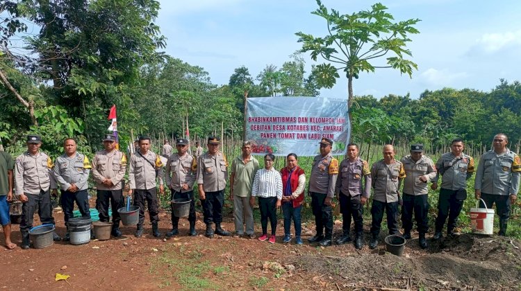 Polsek Amarasi Gelar Panen Raya Bersama Kelompok Tani Oebitan di Desa Kotabes