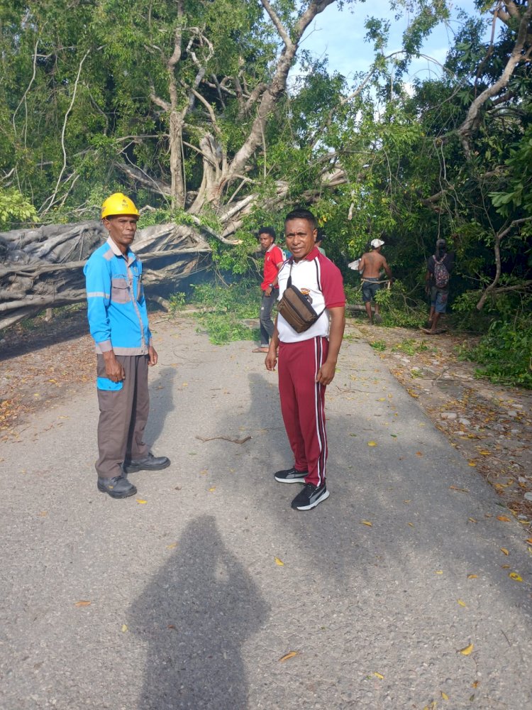 Polsek Sulamu Bersama Warga Gotong Royong Evakuasi Pohon Tumbang di Jalan Trans Amfoang