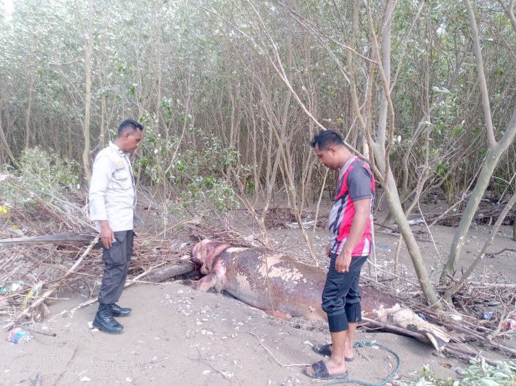 Heboh ! Seekor Dugong Terdampar di Pantai Panmuti  Kabupaten Kupang