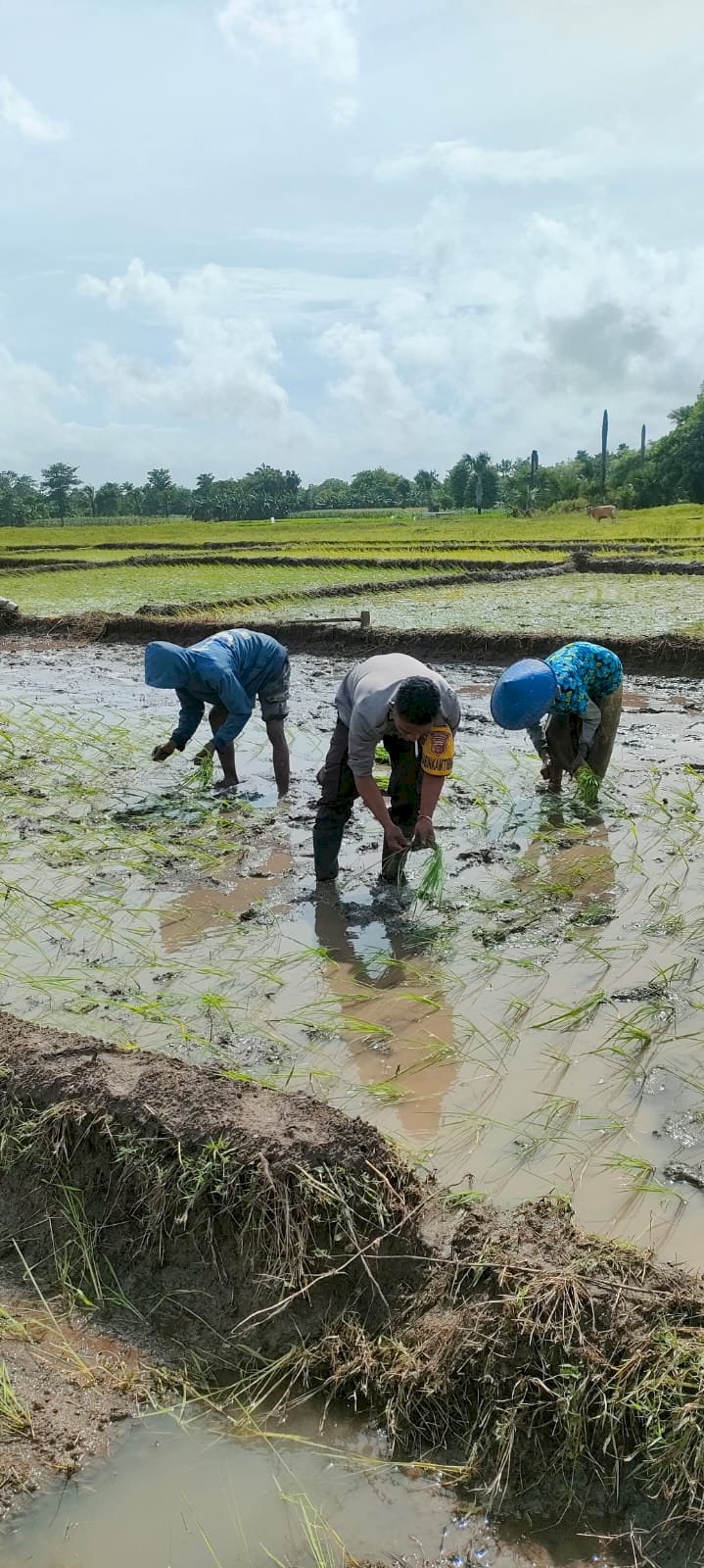 Bhabinkamtibmas Polsek Takari dan Sulamu Ikut Menanam Padi Bersama Warga