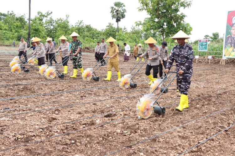 NTT Lampaui Target! 260 Ribu Hektar Lahan Siap Ditanami Jagung untuk Dukung Swasembada Pangan Nasional