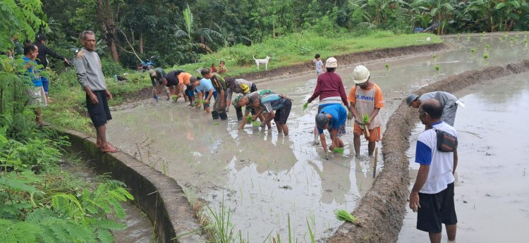 Jalin Keakraban dengan Warga, Bhabinkamtibmas Desa Toobaun dan Babinsa Laksanakan Penanaman Padi