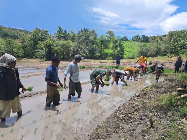 Bhabinkamtibmas Amarasi Bersama Babinsa dan Kades Tunbaun Kolaborasi Bangun Ketahanan Pangan Nasional