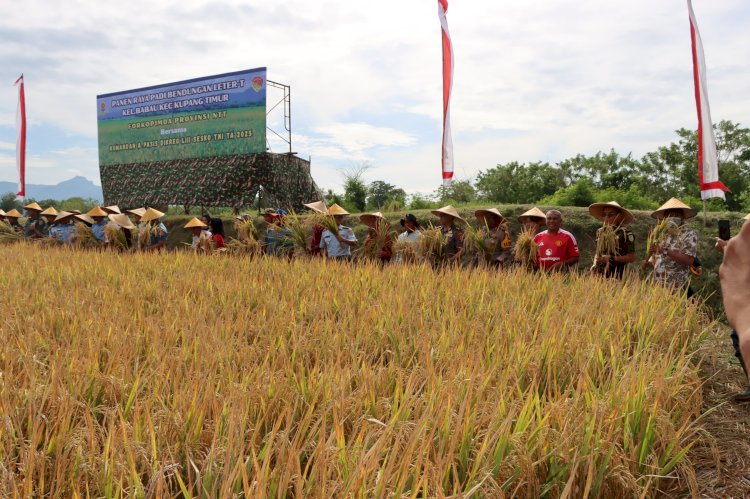 Hadiri Panen Raya Padi Bendungan Leter T Babau Kupang Timur Bersama Pasis Dikreg LIII Sesko TNI TA 2025, Kapolres Puji Langkah TNI Atasi Ketahanan Pangan