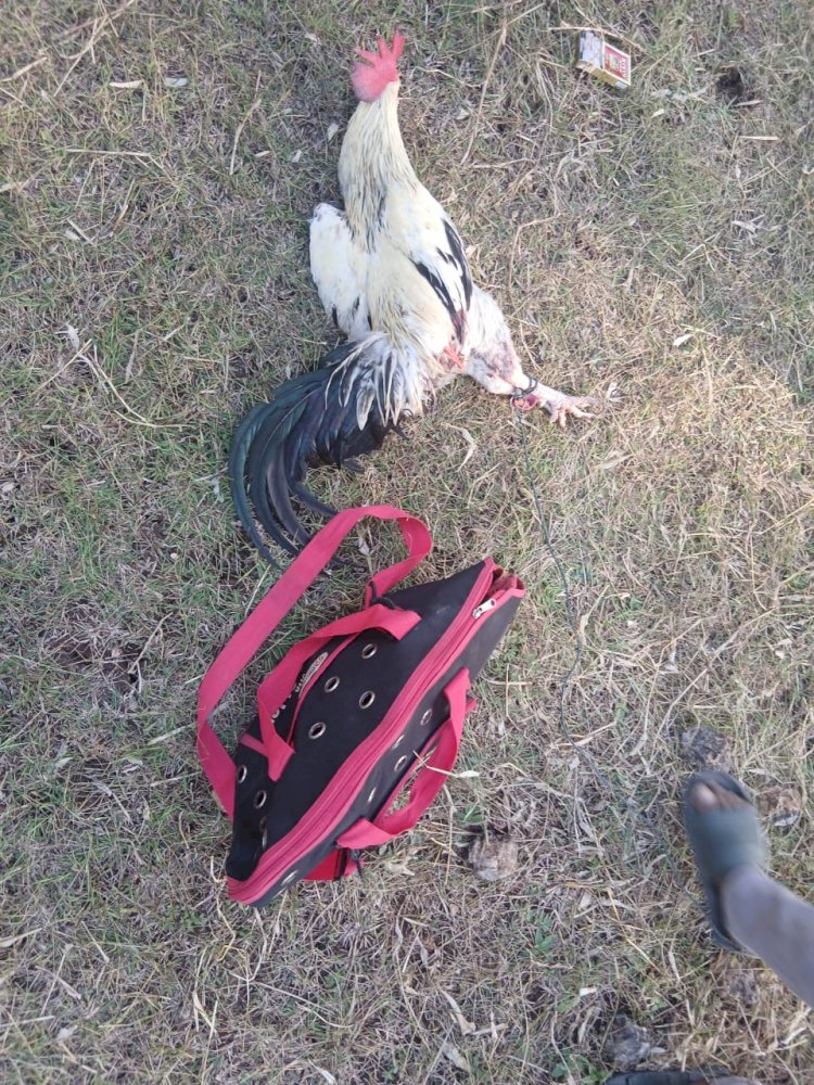 Polsek Kupang Tengah Gerebek Praktik Judi Sabung Ayam ditengah Kebun Warga  di Desa Oelpuah