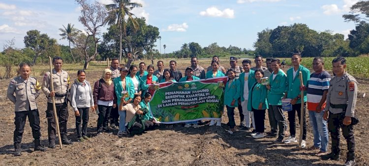 Libatkan Mahasiswa, Giat Penanaman Jagung Serentak Kuartal III di Wilayah Polres Kupang Berjalan Aman dan Lancar