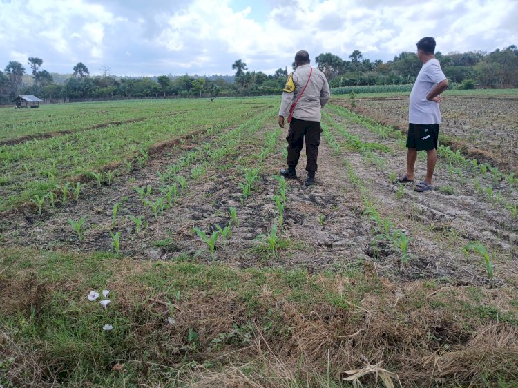 Monitoring Tanam Jagung Kuartal 3 di Desa Pantulan: Pertumbuhan Baik, Dukungan Terus Berlanjut