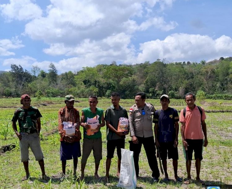 Bhabinkamtibmas Fatuleu Dampingi Kelompok Tani di Naunu, Cek Jagung Kuartal III dan Serahkan Bantuan Bibit