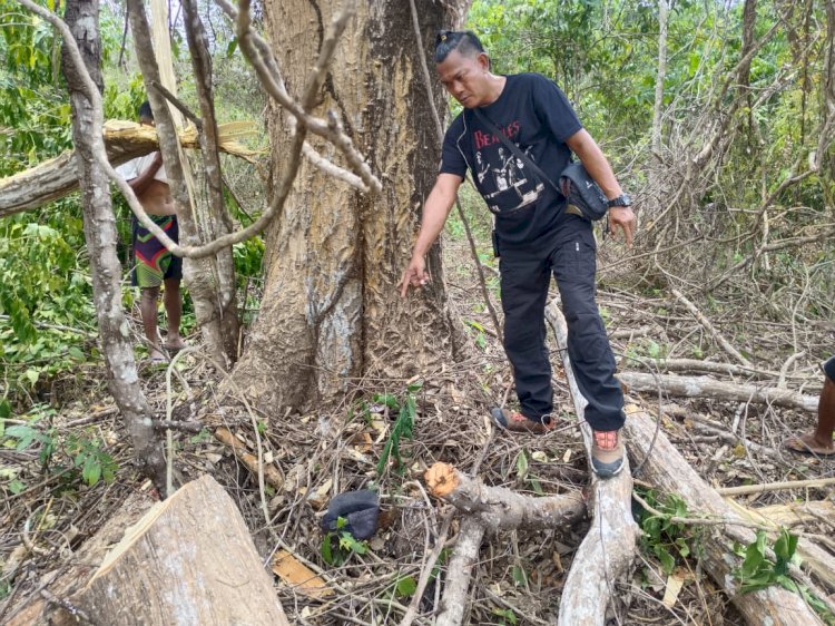 Warga Honuk Tewas Jatuh dari Pohon Deras, Polisi Lakukan Olah TKP