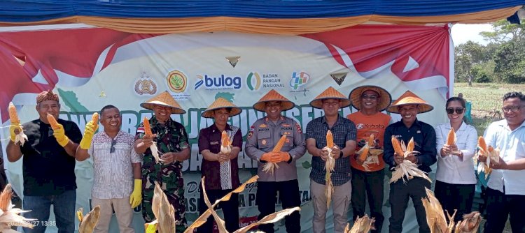 Sinergi Polres Kupang dan Petani Tuatuka, Panen Raya Jagung Kuartal III Warnai Gerakan Nasional Ketahanan Pangan