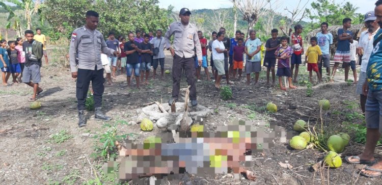 Seorang Pria di Amfoang Barat Laut Meninggal Dunia Diduga Akibat Jatuh dari Pohon Kelapa