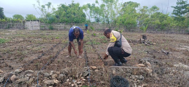 BHABINKAMTIBMAS DESA PANTULAN AJAK WARGA TANAM JAGUNG DAN INGATKAN WASPADA HOAKS DI MEDIA SOSIAL