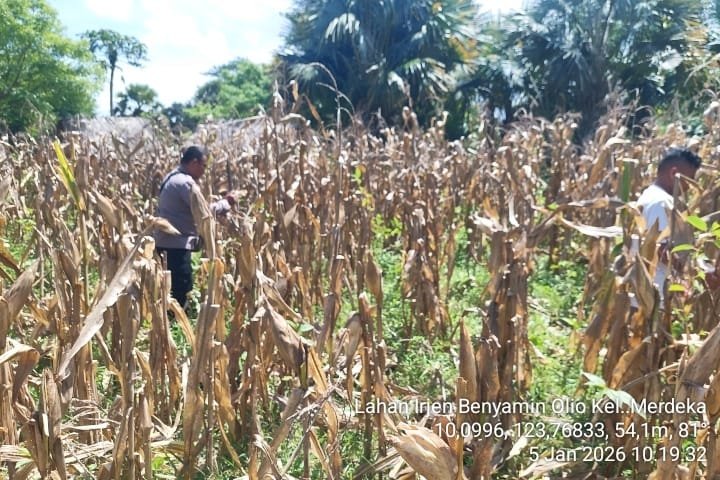Polsek Kupang Timur Dukung Swasembada Pangan 2026 Lewat Panen Jagung Kuartal IV di Kelurahan Merdeka