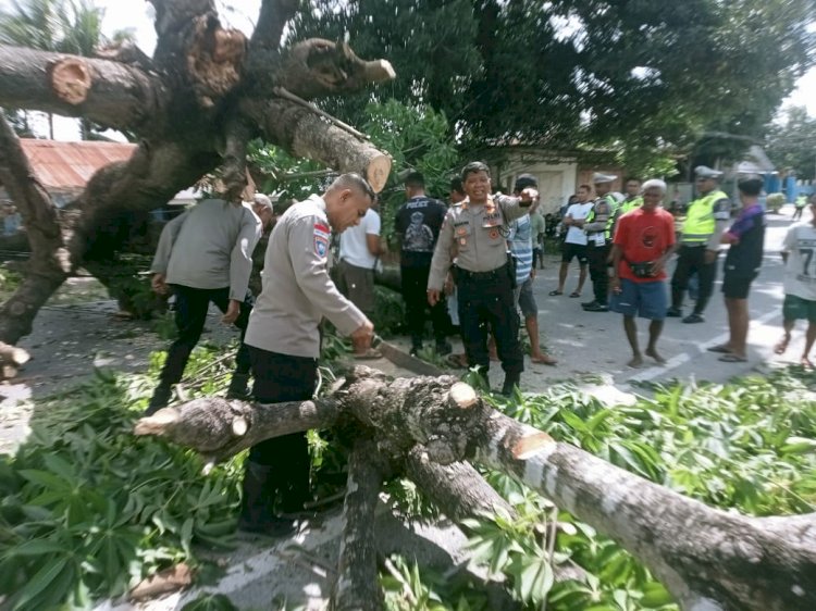 Gerak Cepat Sat Samapta Polres Kupang Evakuasi Pohon Tumbang di Jalan Timor Raya KM 13