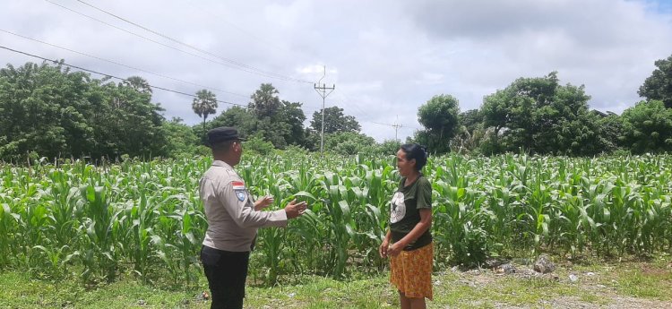 Bhabinkamtibmas Polsek Semau Motivasi Warga Desa Uiasa Terus Tanam Jagung Demi Ketahanan Pangan