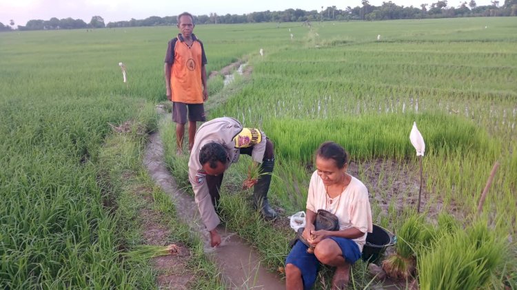Bhabinkamtibmas Polsek Amfoang Utara Pantau Aktivitas Petani Sekaligus Jalin Kedekatan dengan Warga