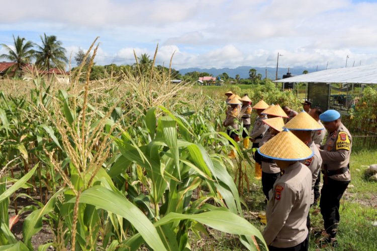 Kapolres Kupang Pimpin Panen Raya Jagung Pulut di Lahan Eko Wisata Tantya Sudhirajati
