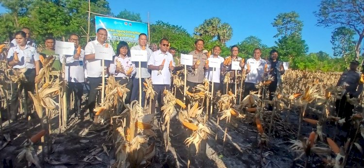 Panen Jagung Hibrida di Kupang Timur, Optimalkan Lahan Menuju Daerah Sentra Jagung