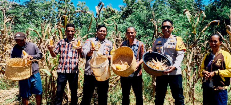 Polsek Amfoang Timur Panen Jagung di Lahan Binaan, Dukung Swasembada Pangan 2026