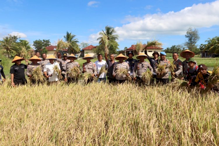 Penuh Sukacita, Kapolres Kupang Pimpin Panen Padi di Lahan Ekowisata Tantya Sudirajati