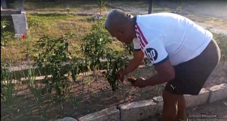Kapolres Kupang Panen Lombok di Eko Wisata, Ajak Anggota Kelola Lahan dengan Syukur dan Sukacita