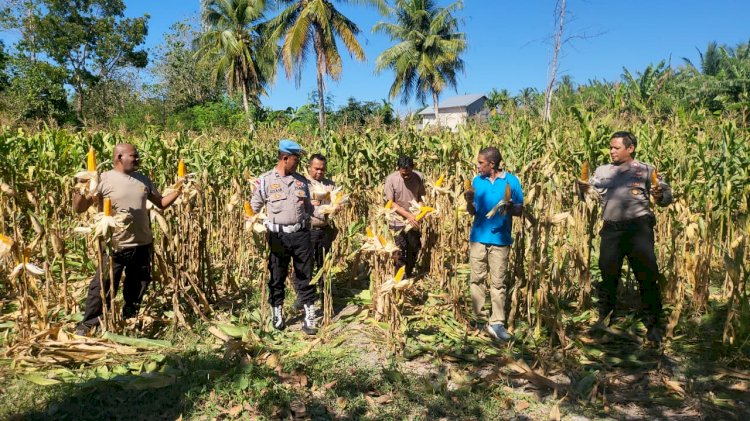 Panen Perdana Jagung Kelompok Tani Putri Lala, Polsek Kupang Timur Dukung Ketahanan Pangan Daerah