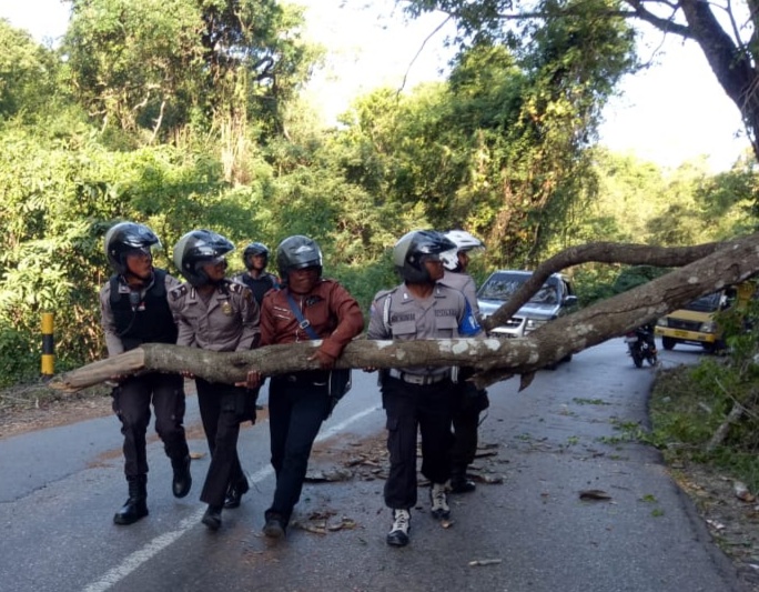 Team patroli sabhara polres kupang angkat pohon tumbang yang halangi jalan