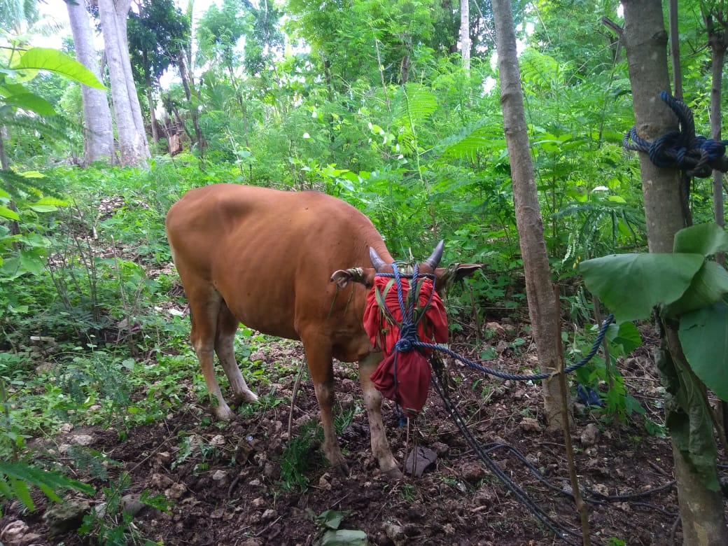 Polsek Fatuleu berhasil menangkap komplotan pencuri hewan ternak sapi